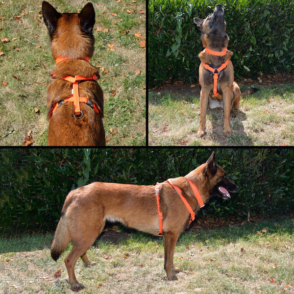 RedLine K9 All Weather Dog Harness with Quick Release, Schutzhund, Police  K9, Tracking dog , Protection