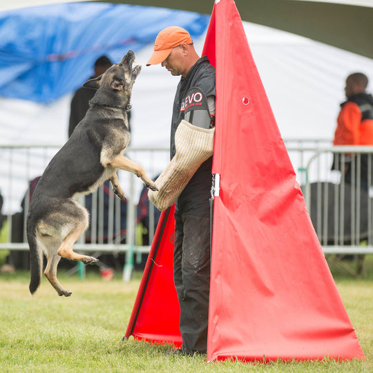 Schutzhund / igp