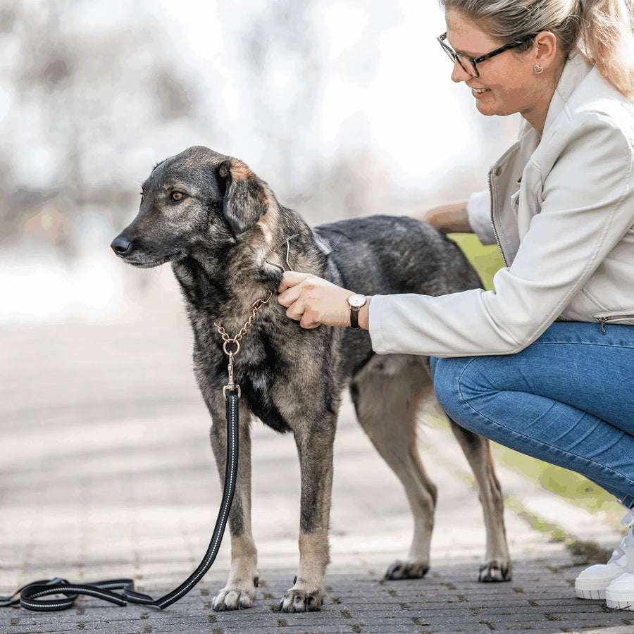Sprenger Nickle-Plated Dog Rake