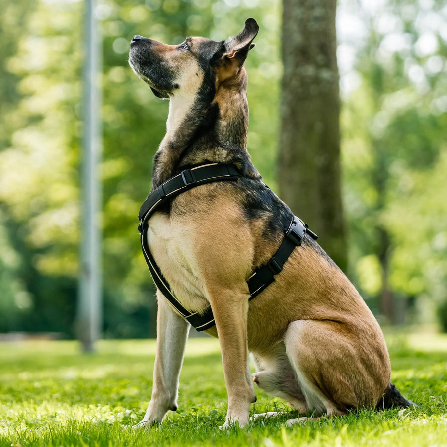 Sprenger Y-Harness 2.0