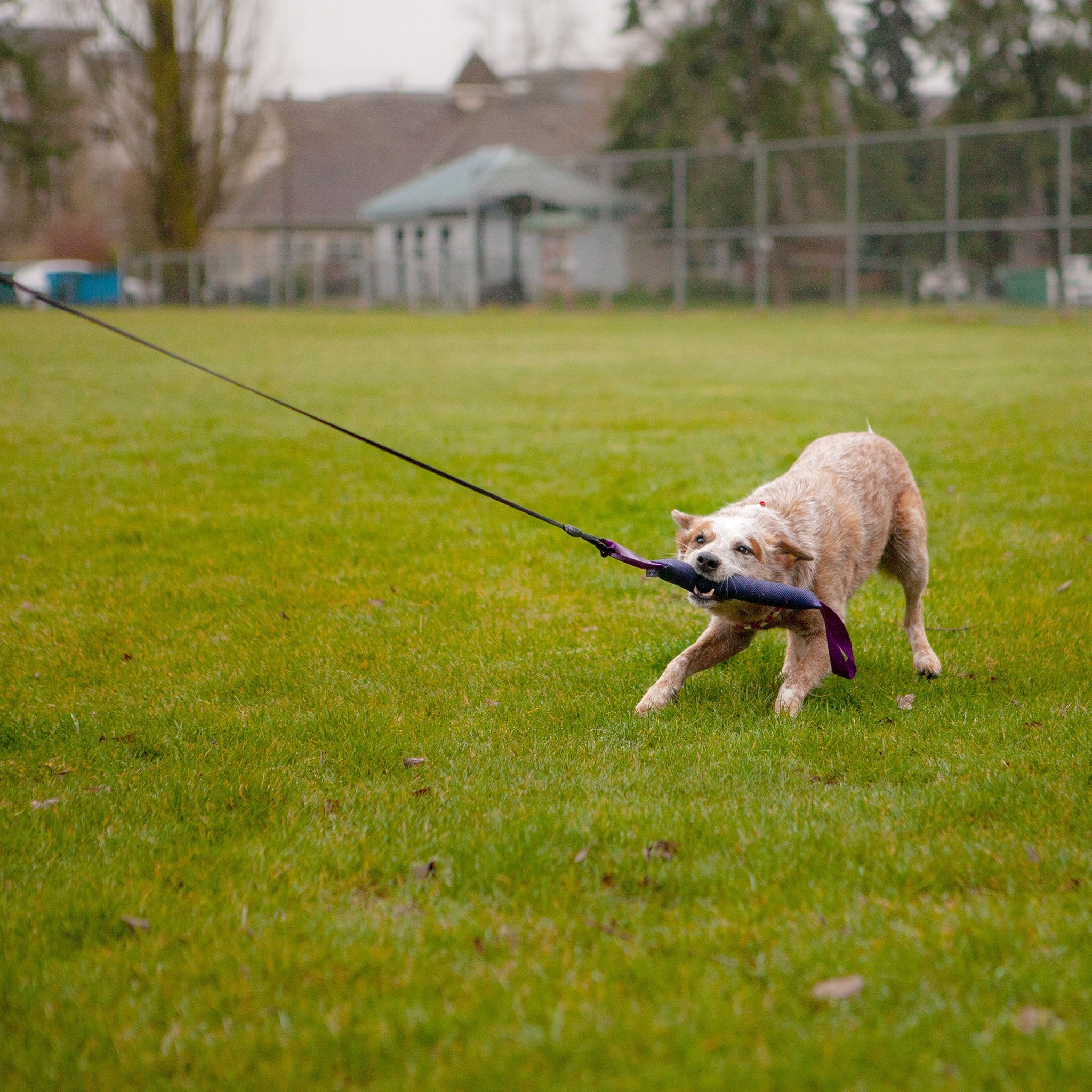 fiber_flirtpole_3_4480x.jpg?v=